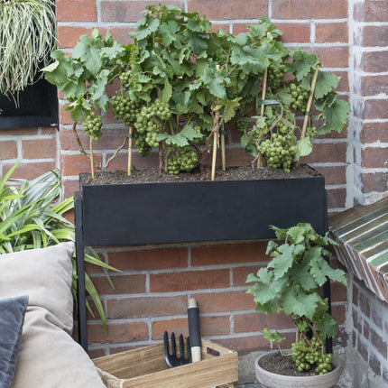 Vitis Pixie Riesling - Witte Wijndruif - Ø 14cm - ↑ 30cm