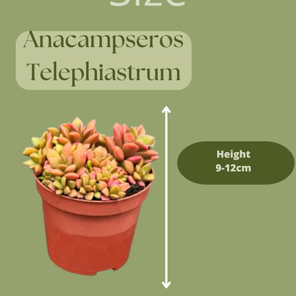 Succulenten - Anacampseros Rufescens Varigata- 8.5cm Ø- ↑ 8-10cm hoog- 3 stuks - Zink