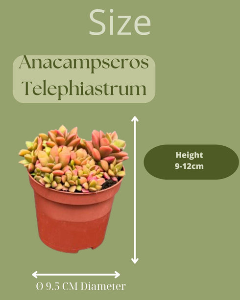 Succulenten - Anacampseros Rufescens Varigata- 8.5cm Ø- ↑ 8-10cm hoog- 3 stuks - Zink