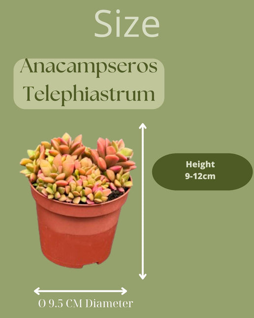 Succulenten - Anacampseros Rufescens Varigata- 8.5cm Ø- ↑ 8-10cm hoog- 3 stuks - Zink