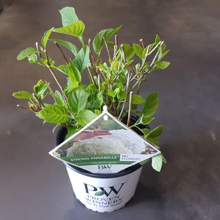 Hydrangea arborescens 'Strong Annabelle'® - Sneeuwbalhortensia - Ø 19cm - ↑ 30cm