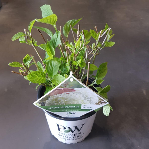 Hydrangea arborescens 'Strong Annabelle'® - Sneeuwbalhortensia - Ø 19cm - ↑ 30cm