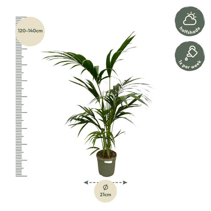 Kentia Palm - ↑ 130 cm - Ø21cm