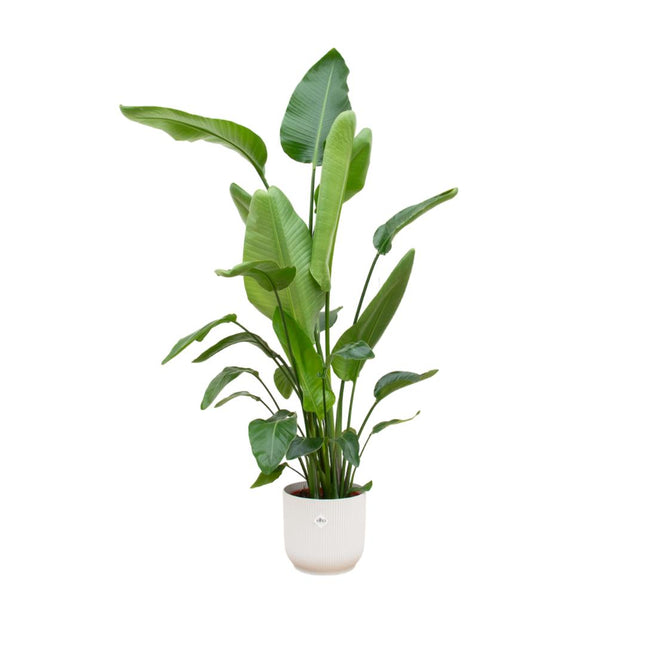 Strelitzia Nicolai inclusief elho Vibes Fold Round wit - ↑ 180 cm - Ø30