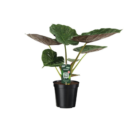 Alocasia Wentii - Olifantsoor - ↑ 70cm