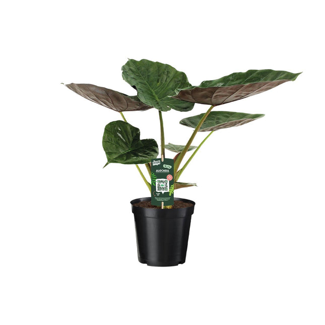 Alocasia Wentii - Olifantsoor - ↑ 70cm