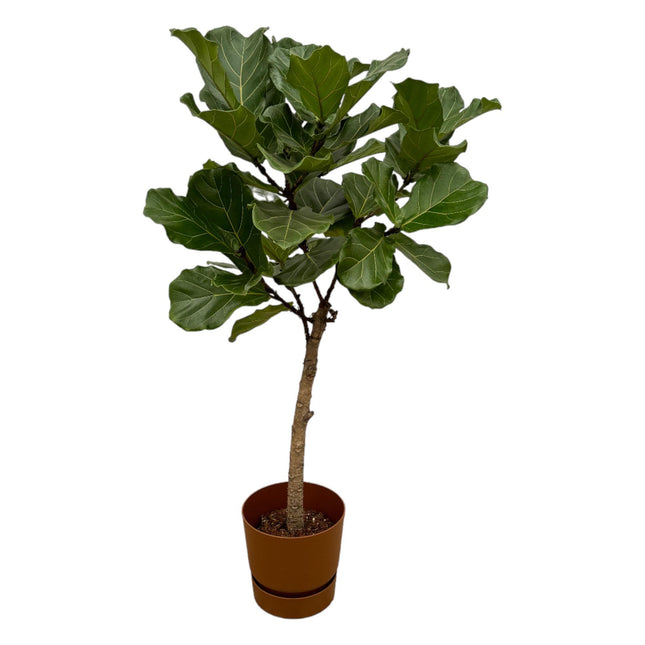 Ficus Lyrata op stam inclusief pot - ↑ 160 cm - Ø30