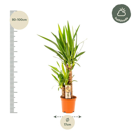 Yucca - Ø17cm - ↑ 90cm