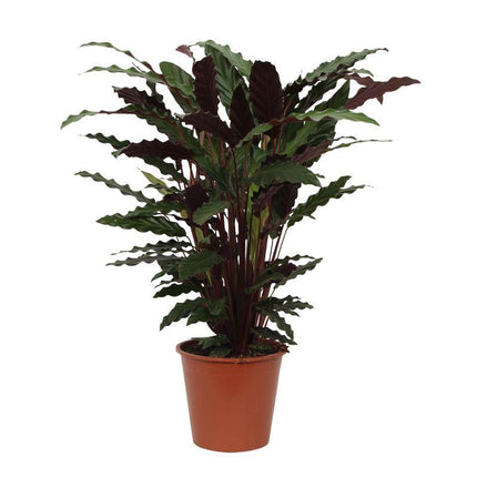 Calathea Wavestar - ↑ 80 cm - Ø19cm