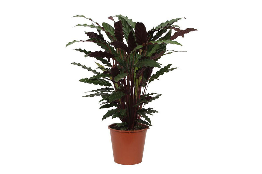 Calathea Wavestar - ↑ 80 cm - Ø19cm