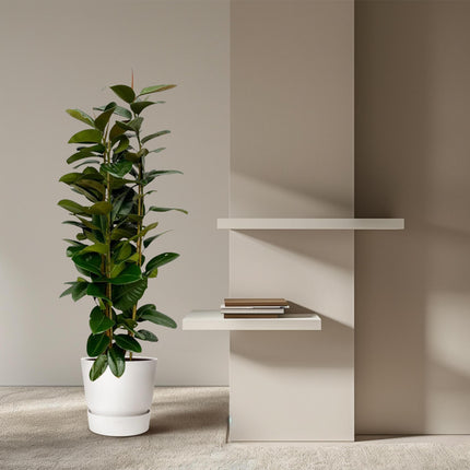 Ficus Elastica Robusta struik - ↑ 170 cm - Ø27cm