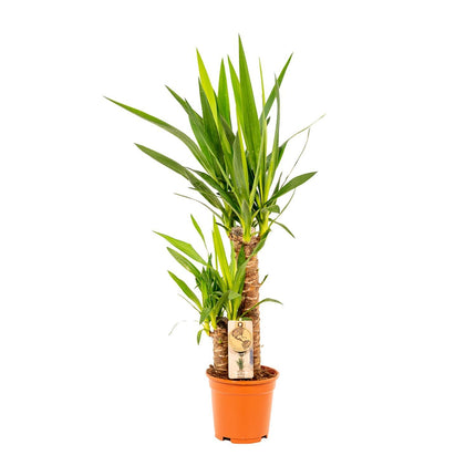 Yucca - Ø17cm - ↑ 90cm