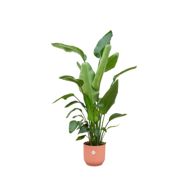 Strelitzia Nicolai inclusief elho Vibes Fold Round roze - ↑ 180 cm - Ø30