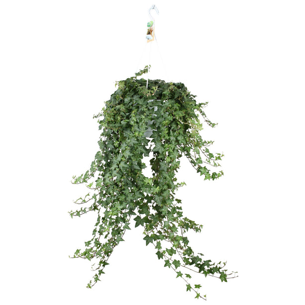 Hedera Helix Pitsburg - Hang/XXL - Ø24cm - Hangplant