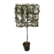 Olea Europaea boom op rek - ↑ 225 cm - Ø40cm