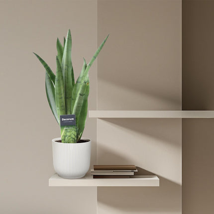 Sansevieria Spearmint - ↑ 45 cm - ø12