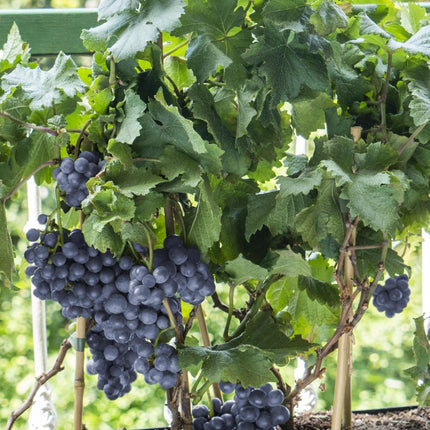 Vitis Pixie Pinot Noir - Blauwe Wijndruif - Ø 14cm - ↑ 30cm
