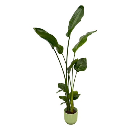 Strelitzia Nicolai inclusief elho Vibes Fold Round groen - ↑ 100 cm - Ø18