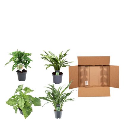 Groen mix 4 planten - Monstera obliqua 'Monkey Leaf' - ↑ 25 cm - ø12 - Aglaonema Juliette - ↑ 40 cm - ø12 - Syngonium Mottled - ↑ 25 cm - ø12 - Aglaonema Cutlass - ↑ 40 cm - ø12