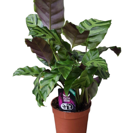 Calathea Greenstar - ↑ 40 cm - Ø12cm