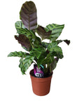 Calathea Greenstar - ↑ 40 cm - Ø12cm