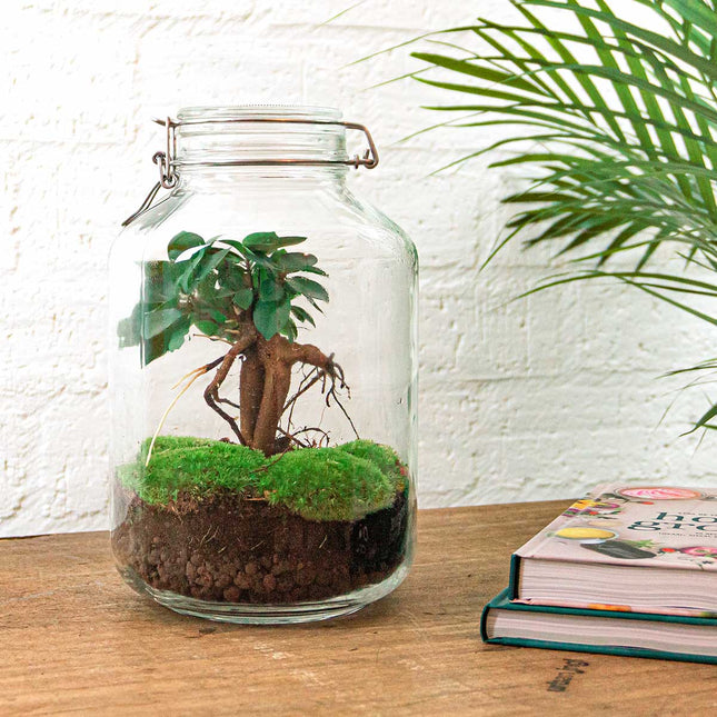 Jar - Coffea Arabica -  Planten terrarium - DIY - ↑ 28 cm