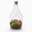 Love in a Bottle - DIY Planten terrarium - Open - Ecosysteem plant - Ø 16 cm ↑ 30 cm - Valentijn cadeau tip!