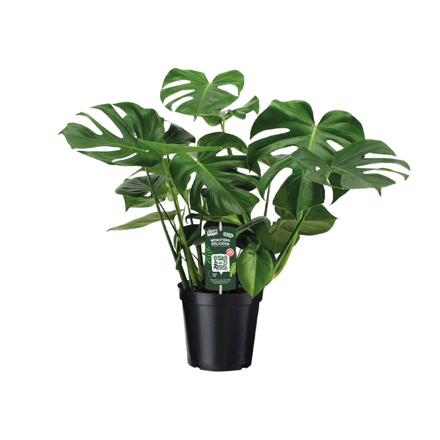 gatenplant monstera deliciosa Monstera Deliciosa (Gatenplant) ↑ 65 cm