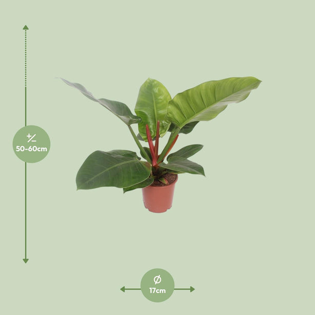 Philodendron Imperial Green - Aronskelkplant - Ø 17 cm - ↑ 60 cm