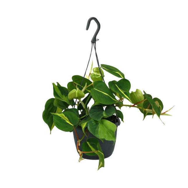 Philodendron Scandens Brasil (Hangplant) ↑ 35 cm