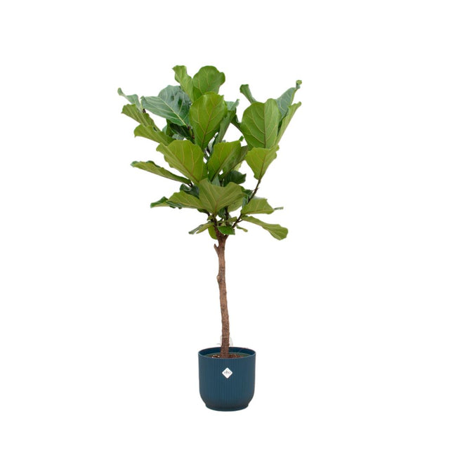 Ficus Lyrata - Vioolbladplant - Ø 21 cm - ↑ 90 cm in Vibes WIT pot