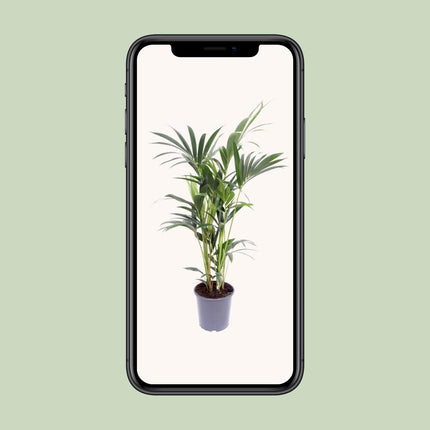 Howea Forsteriana - Kentiapalm - Ø 17 cm - ↑ 75 cm