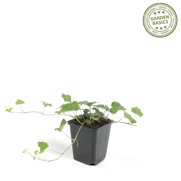 Hedera helix - Klimop - Ø 9 cm - ↑ 25 cm