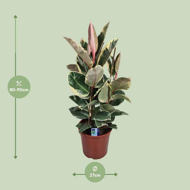 Ficus elastica Tineke (Rubberplant) - Ø 27 cm - ↑ 85 cm