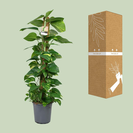 Scindapsus 'Epipremnum' (Drakenklimop) - Ø 24 cm - ↑ 120 cm