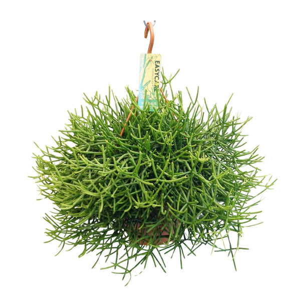 Rhipsalis Heteroclada (Koraalcactus) ↑ 40 cm - Hangplant