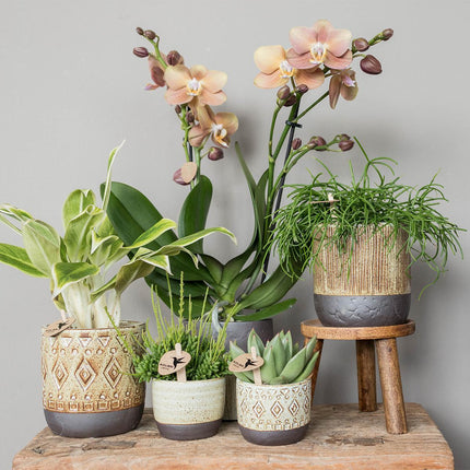 Kolibri Home | Plantenstandaard - Houten planten verhoging - Ø 12 cm