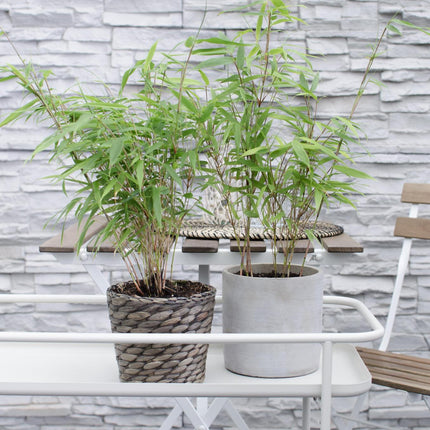 Fargesia rufa (Bamboeplant) - Ø 14 cm - ↑ 40 cm