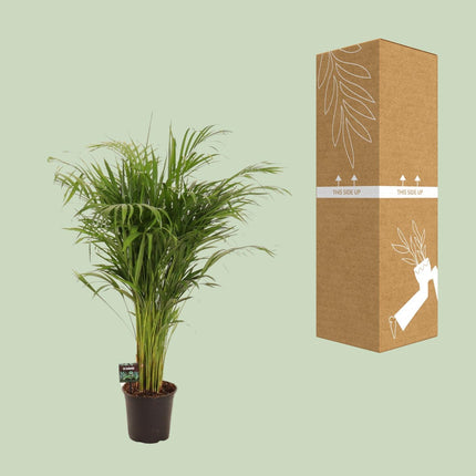 Dypsis lutescens (Goudpalm) - Ø 21 cm - ↑ 110 cm