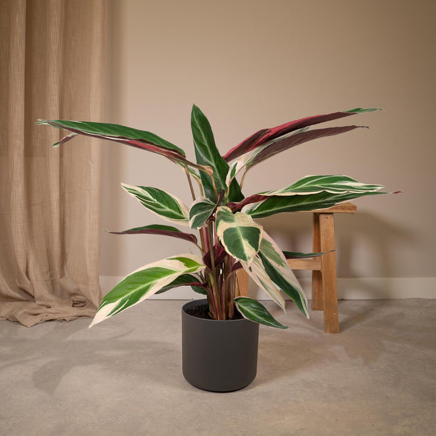 Calathea Triostar (Pauwenplant) ↑ 70 cm