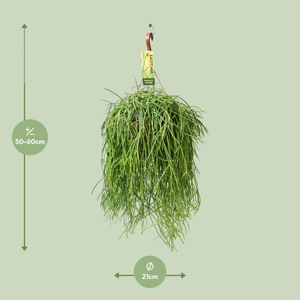 Rhipsalis baccifera Shaferi (Koraalcactus) - Ø 21 cm - ↑ 60 cm