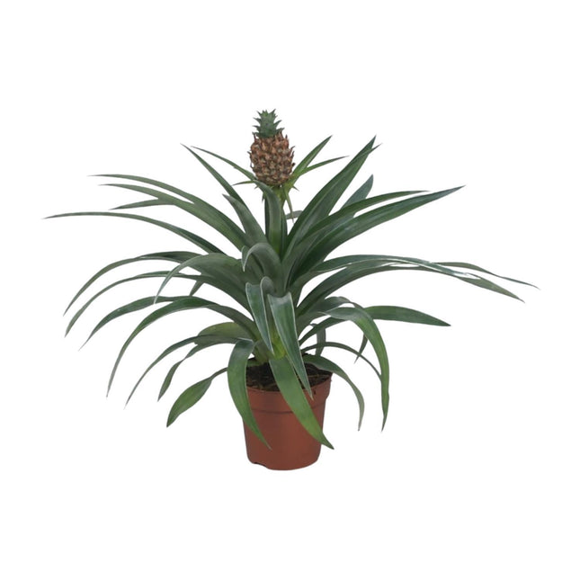 Ananas Mi Amigo (Ananasplant) ↑ 40 cm