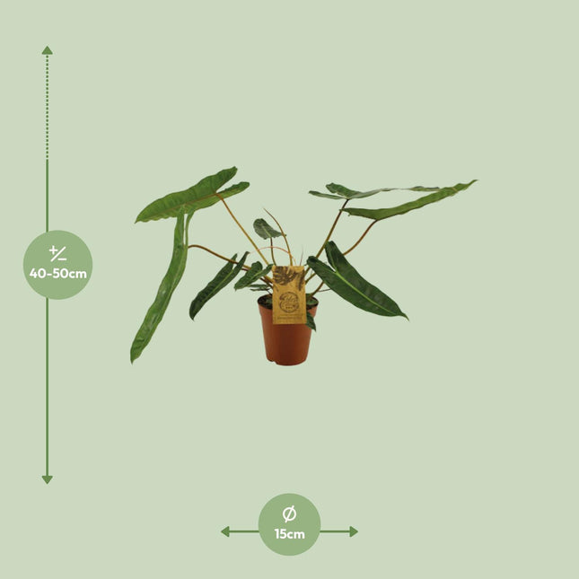 Philodendron Billetiae - Hangplant - Ø 15 cm - ↑ 50 cm