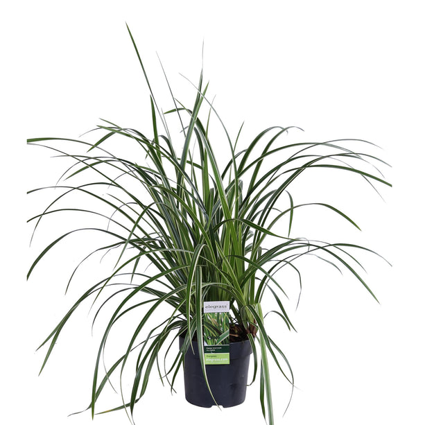 Carex morrowii 'Ice Dance' - IJskruid - Ø 14 cm - ↑ 30 cm