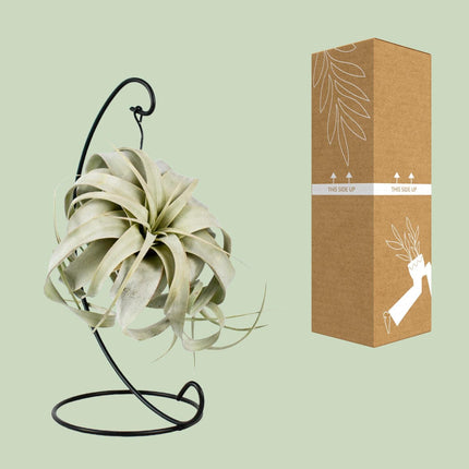 Tillandsia 'King Xero' (Luchtplant) - Ø 12 cm - ↑ 23 cm