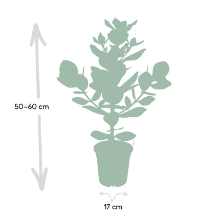 Clusia Rosea Princess (Varkensboom) - Ø 17 cm - ↑ 60 cm