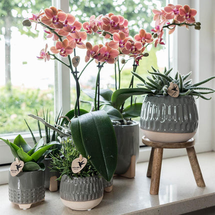 Kolibri Home | Plantenstandaard - Houten planten verhoging - Ø 12 cm