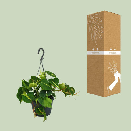 Philodendron Scandens Brasil (Hangplant) ↑ 35 cm
