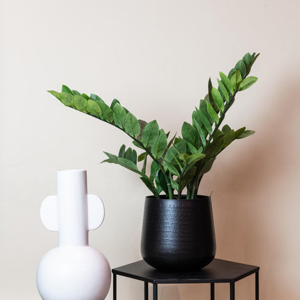 Kunstplant - Zamioculcas - Kamerpalm - 70 cm
