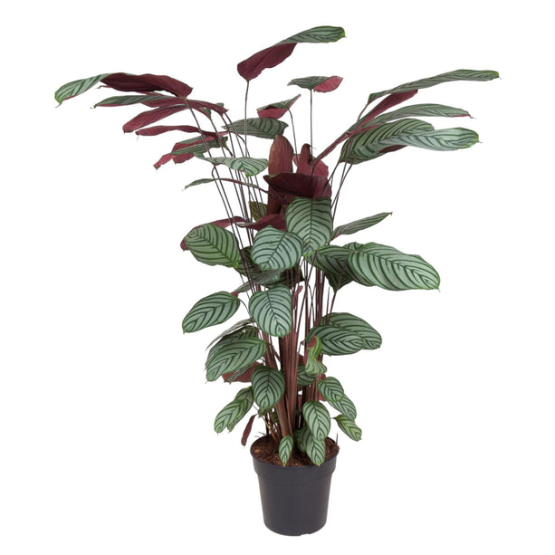 Calathea Oppenheimiana (Pauwenplant) ↑ 140 cm